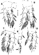 Espce Archimisophria discoveryi - Planche 4 de figures morphologiques