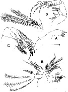 Espce Misophriella tetraspina - Planche 3 de figures morphologiques