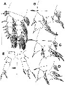 Species Misophriella tetraspina - Plate 4 of morphological figures