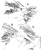 Species Misophriopsis dichotoma - Plate 2 of morphological figures