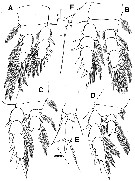 Species Misophriopsis dichotoma - Plate 4 of morphological figures