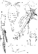 Espce Speleophria bivexilla - Planche 1 de figures morphologiques