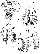Espce Speleophria bivexilla - Planche 3 de figures morphologiques
