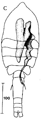 Espce Speleophria bivexilla - Planche 4 de figures morphologiques