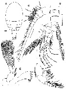 Espce Stygomisophria kororiensis - Planche 1 de figures morphologiques