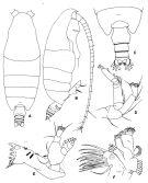 Espce Pseudochirella hirsuta - Planche 2 de figures morphologiques