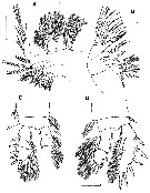 Espce Stygomisophria kororiensis - Planche 2 de figures morphologiques