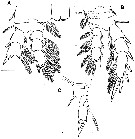 Espce Stygomisophria kororiensis - Planche 3 de figures morphologiques