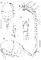 Espce Expansophria dimorpha - Planche 1 de figures morphologiques