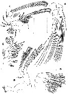 Espce Expansophria dimorpha - Planche 2 de figures morphologiques