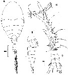 Species Expansophria dimorpha - Plate 4 of morphological figures