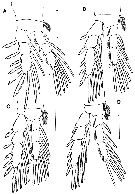 Species Expansophria dimorpha - Plate 3 of morphological figures
