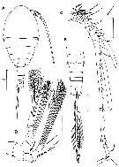 Espce Expansophria apoda - Planche 1 de figures morphologiques