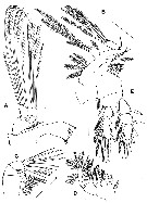 Espce Expansophria apoda - Planche 2 de figures morphologiques