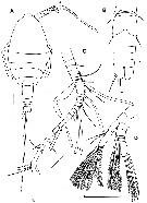 Espce Palpophria aestheta - Planche 1 de figures morphologiques