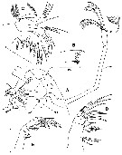 Espce Palpophria aestheta - Planche 2 de figures morphologiques