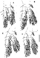 Species Palpophria aestheta - Plate 3 of morphological figures