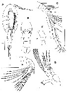 Species Dimisophria cavernicola - Plate 1 of morphological figures