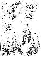 Espce Dimisophria cavernicola - Planche 2 de figures morphologiques