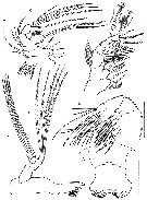 Espce Expansophria galapagensis - Planche 2 de figures morphologiques