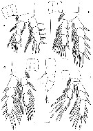 Espce Expansophria galapagensis - Planche 3 de figures morphologiques
