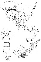 Espce Expansophria galapagensis - Planche 4 de figures morphologiques