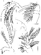 Espce Speleophriopsis campaneri - Planche 2 de figures morphologiques