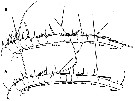 Espce Euchaeta rimana - Planche 6 de figures morphologiques