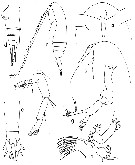 Espce Euaugaptilus maxillaris - Planche 4 de figures morphologiques