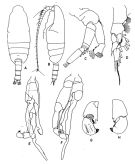 Espce Pseudochirella pustulifera - Planche 2 de figures morphologiques