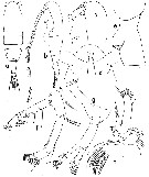 Espce Euaugaptilus perasetosus - Planche 1 de figures morphologiques