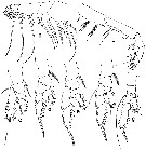 Espce Euaugaptilus perasetosus - Planche 2 de figures morphologiques