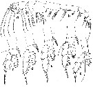 Espce Euaugaptilus aliquantus - Planche 2 de figures morphologiques