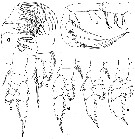 Espce Euaugaptilus nodifrons - Planche 12 de figures morphologiques