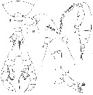 Espce Euaugaptilus nodifrons - Planche 13 de figures morphologiques