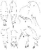 Espce Euaugaptilus laticeps - Planche 7 de figures morphologiques