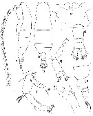 Espce Euaugaptilus antarcticus - Planche 1 de figures morphologiques