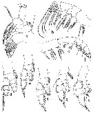 Espce Euaugaptilus antarcticus - Planche 2 de figures morphologiques