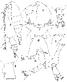 Espce Euaugaptilus austrinus - Planche 1 de figures morphologiques