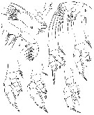 Espce Euaugaptilus austrinus - Planche 2 de figures morphologiques
