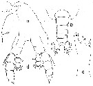 Espce Euaugaptilus austrinus - Planche 3 de figures morphologiques