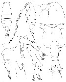 Espce Euaugaptilus oblongus - Planche 7 de figures morphologiques