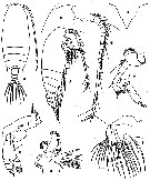 Espce Gaetanus simplex - Planche 5 de figures morphologiques