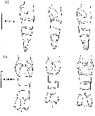 Espce Calanus finmarchicus - Planche 7 de figures morphologiques