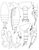 Espce Pseudochirella mawsoni - Planche 2 de figures morphologiques