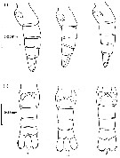 Espce Calanus helgolandicus - Planche 4 de figures morphologiques