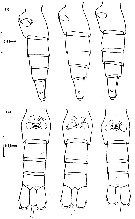 Espce Calanus glacialis - Planche 3 de figures morphologiques