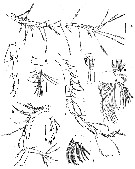 Espce Paralabidocera grandispina - Planche 2 de figures morphologiques