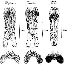 Espce Calanus glacialis - Planche 5 de figures morphologiques