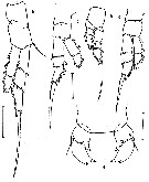 Espce Paralabidocera grandispina - Planche 3 de figures morphologiques